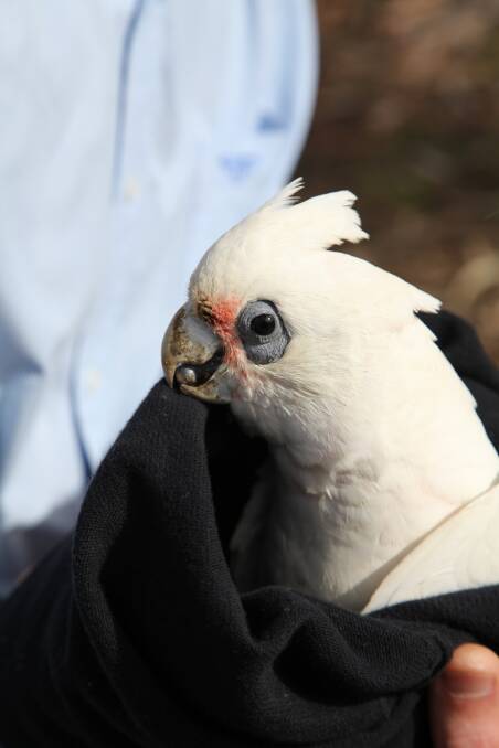 LUCKY: One of the lucky Little Corellas which survived. It was found by the Goulburn Post in Victoria Park and was taken to a vet for treatment. Photo: Peter Oliver 