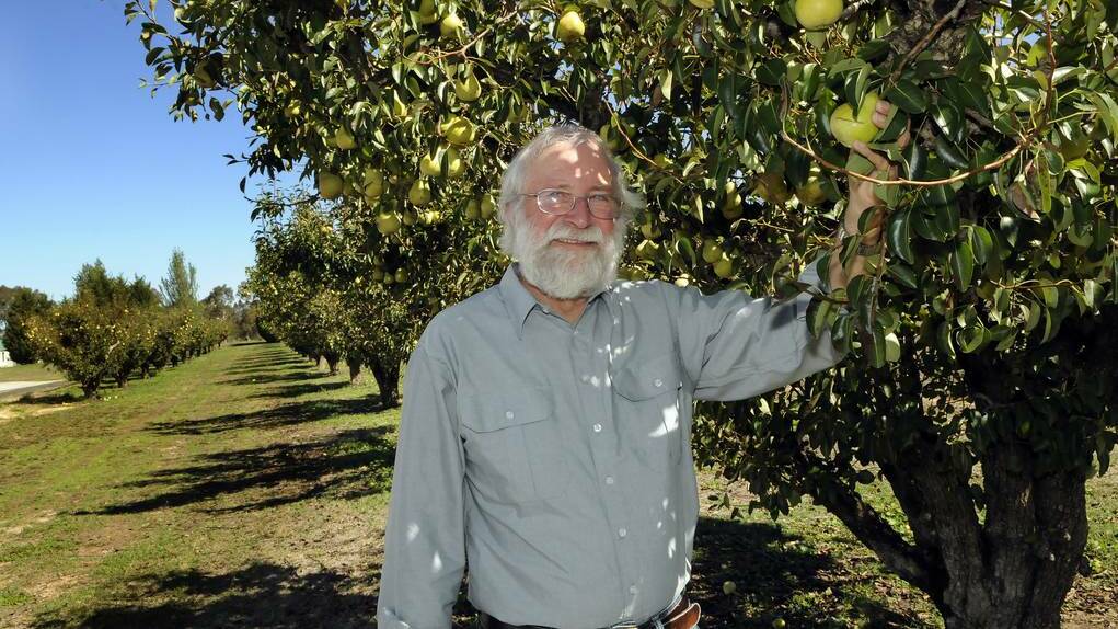 BATHURST: Horticulturist Roy Menzies with the more than 100-year-old pear trees still bearing fruit at the Bathurst Agricultural Research Station. Photo Phill Murray 022014proy