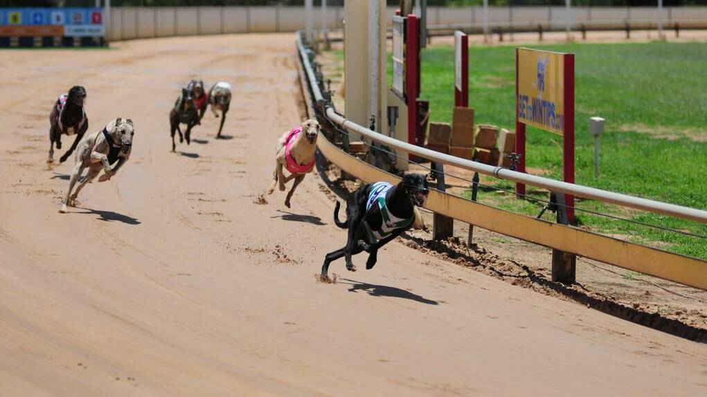 Myalla Monaro leads his rivals home at Dawson Park yesterday.	Photo: HOLLY GRIFFITHS