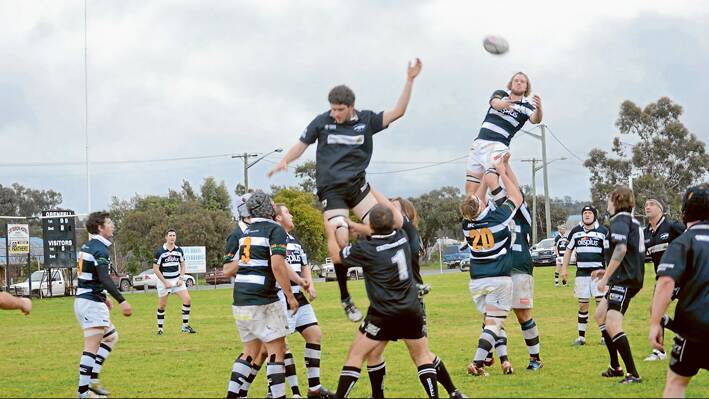 FLYING PANTHERS: The Panthers Jake Taylor jumping high for the lineout ball in the recent competition game against Molong at R.B. Bembrick Field. This weekend will see the Grenfell Panthers playing the Canowindra Pythons in the semi-final game at Grenfell. 