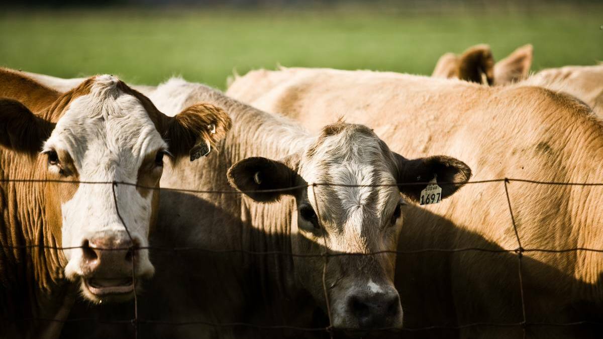 'Fat' Dubbo residents should stop eating meat: PETA
