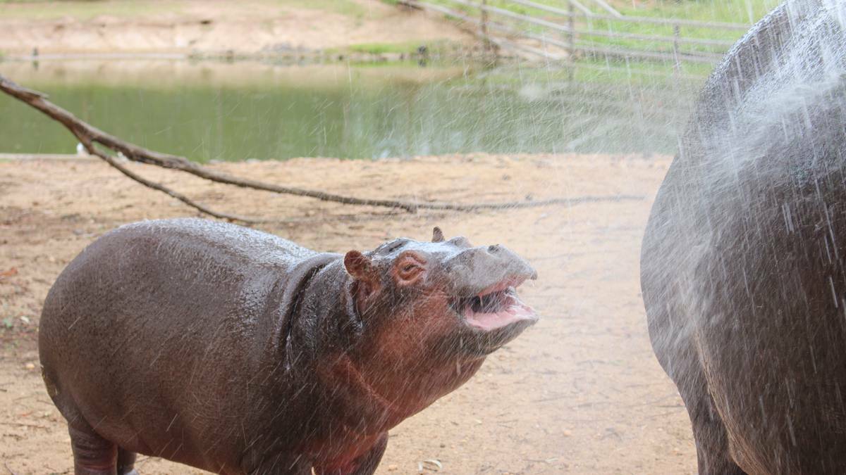 Hippos at Taronga Western Plains Zoo. File photo.