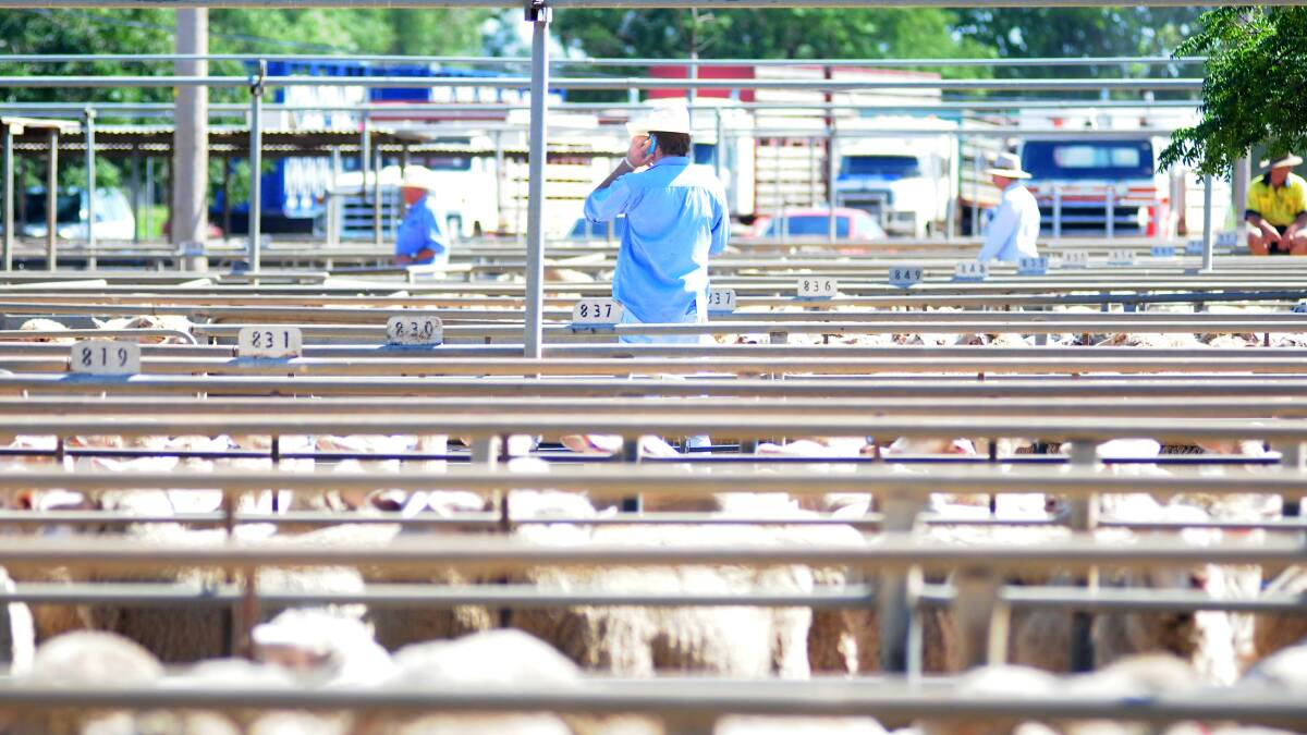 Dubbo Regional Livestock Markets in action. Photo: LOUISE DONGES