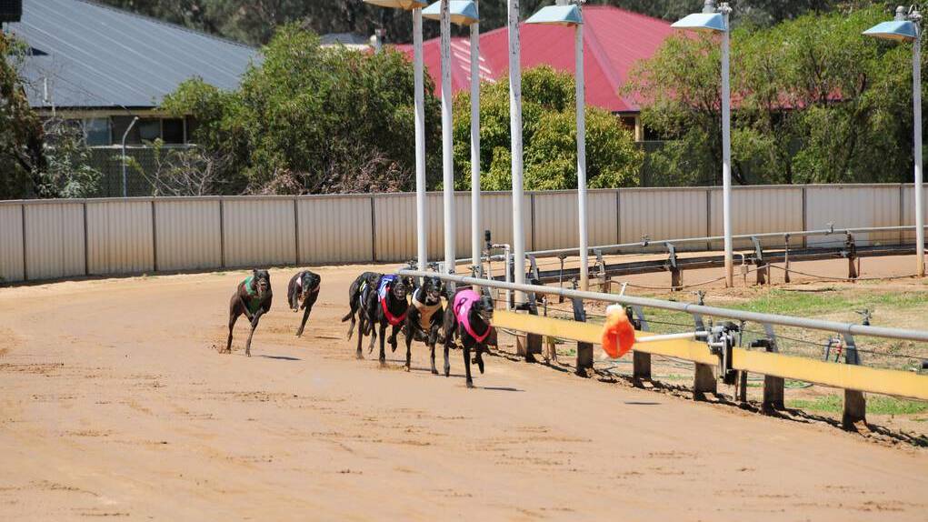 Dubbo MP and Deputy Premier Troy Grant has vowed to get to the bottom of the live-baiting saga which has engulfed greyhound racing this week.
