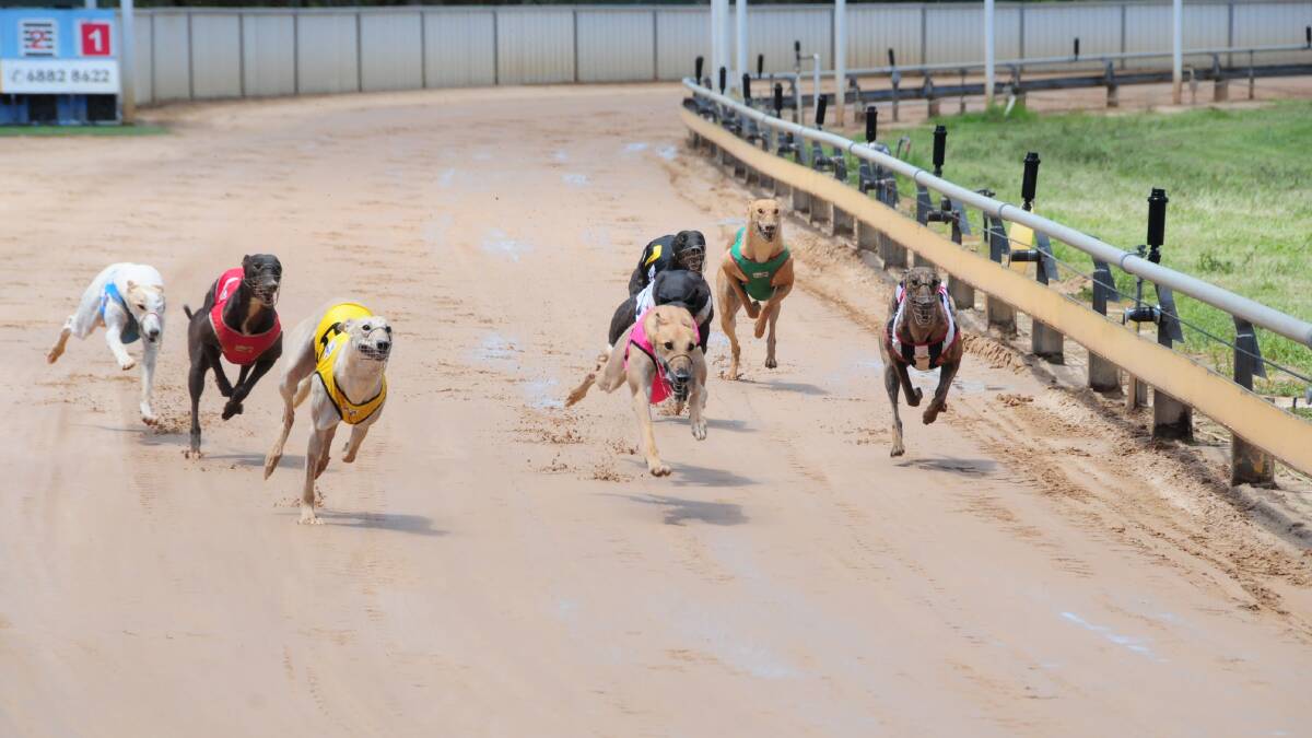 The greyhound racing industry across Australia has been rocked by the Four Corners investigation into live baiting which aired on Monday night. Photo: Hannah Soole