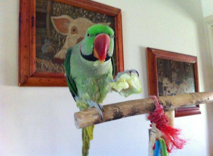 The owners of missing parrot Bazil are devastated he has gone missing and have offered a reward for his return. 									       Photo: contributed