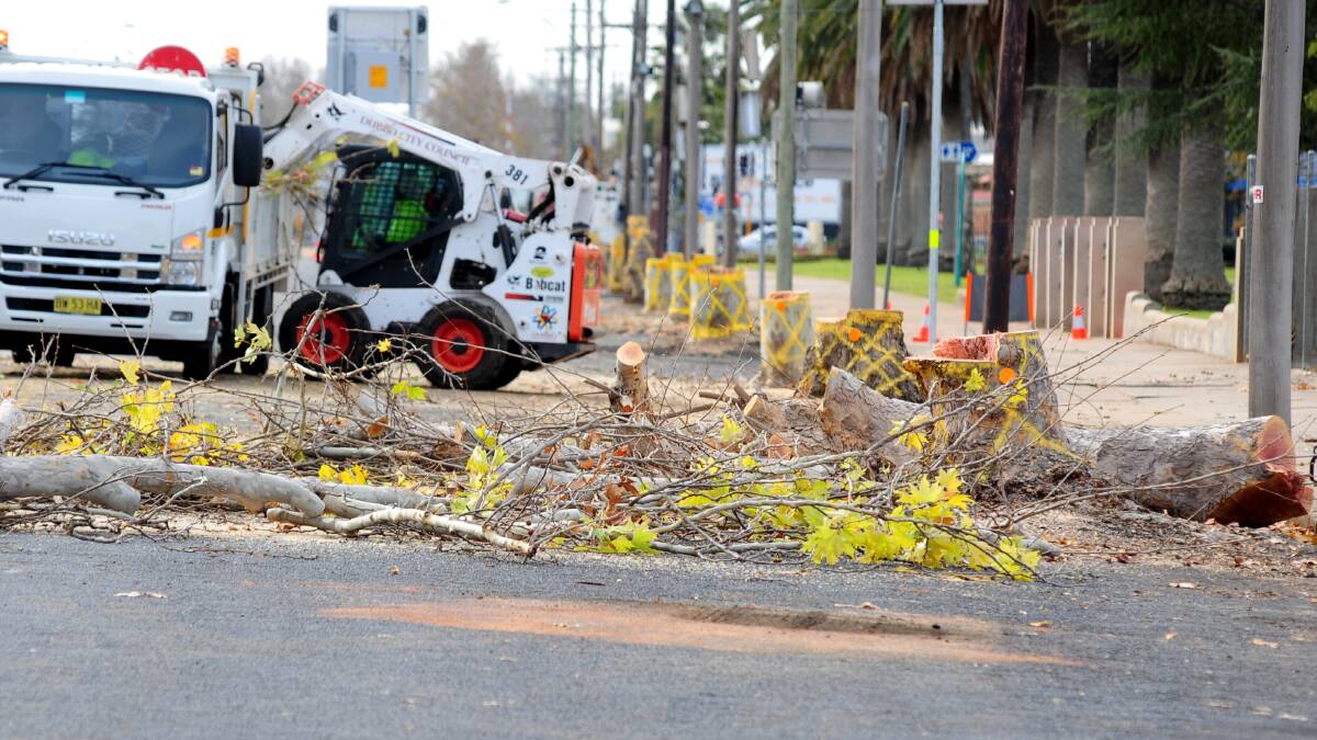 Dubbo City Council crews remove trees in Darling Street, an earlier stage of works that will cause changed traffic conditions for a fortnight. Photo: LOUISE DONGES