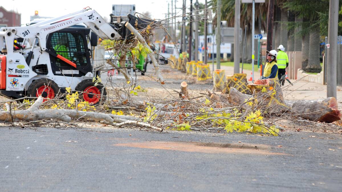 Dubbo City Council crews reduce Darling Street's London plane trees to stumps. Photo: LOUISE DONGES