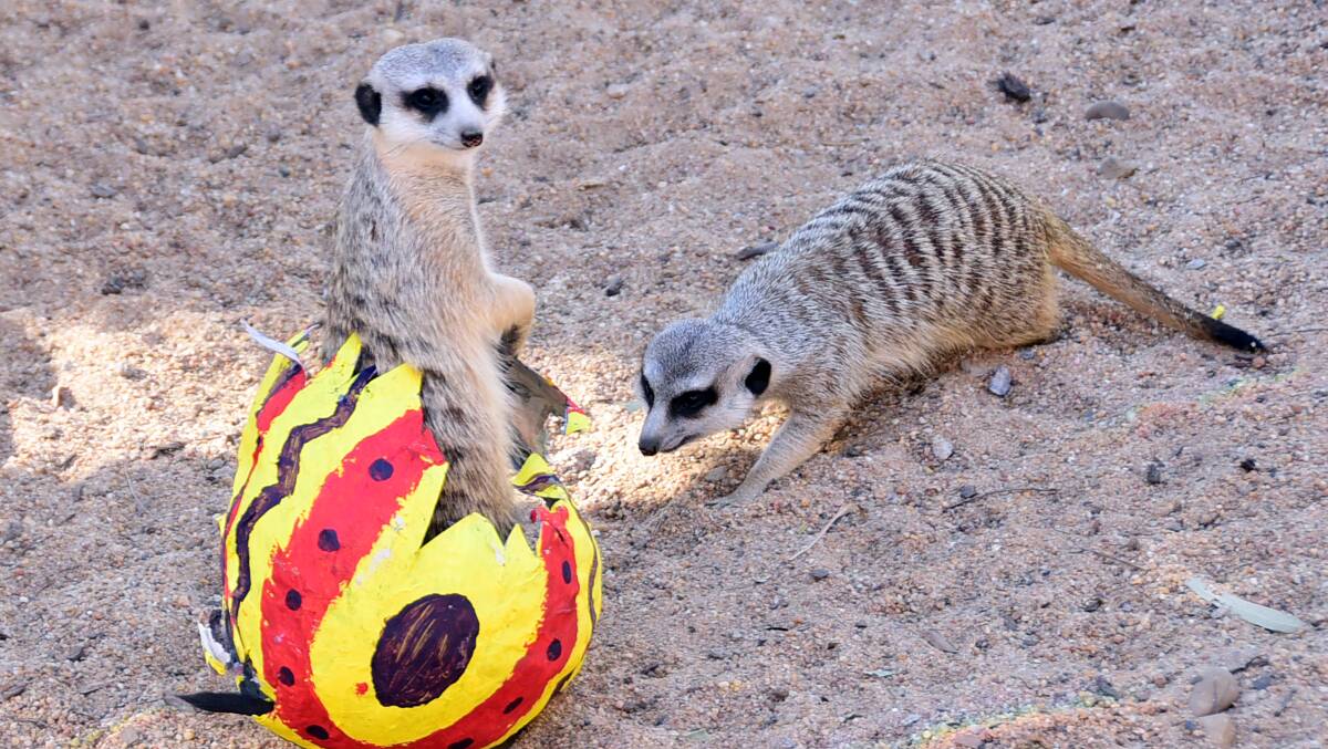 The meerkats dig into their hotly anticipated Easter treats: papier mâché Easter eggs filled with mealworms. Photos: BELINDA SOOLE