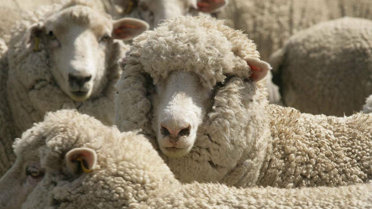 PETA abuse complaint included swearing at sheep