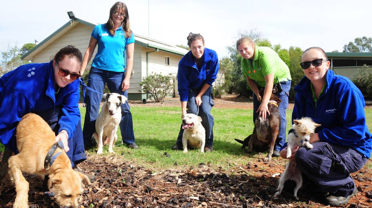 RSPCA employees Aimee Endacott, Nicole Blazer, Rebecca Kardell,  Rachel Bowley and Kristy Forrest with dogs up for adoption; Cooper, an 18-month-old wolfhound, Erin a five-year-old mastiff, Budda a nine-year-old Staffi, Pearl, a two-year-old kelpie and Mary Kate, a three-year-old terrier.  Photo: BELINDA SOOLE