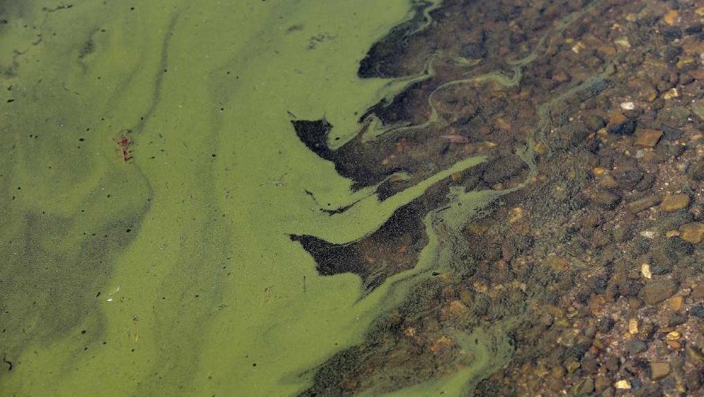 The Central West Regional Algal Coordinating Committee has issued a red alert warning for blue-green algae for Burrendong Dam. File Photo