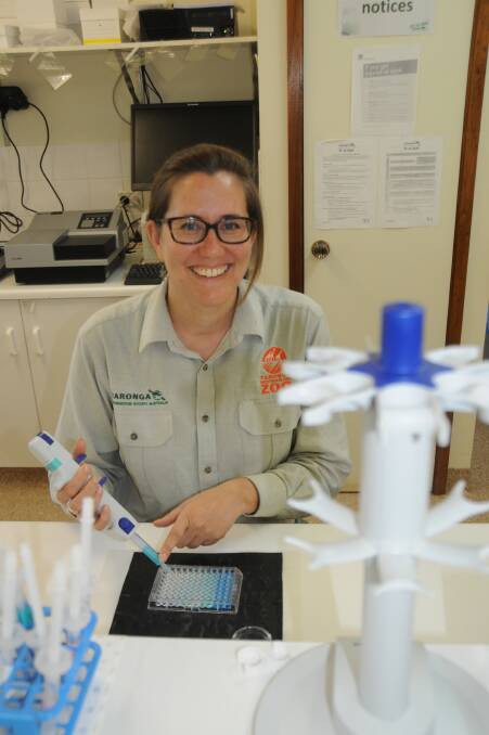 DIVERSE DNA: Taronga Western Plains Zoo reproductive biologist Rebecca Hobbs said the sperm and tissue samples stored at the zoo were a safeguard. Photo: ORLANDER RUMING