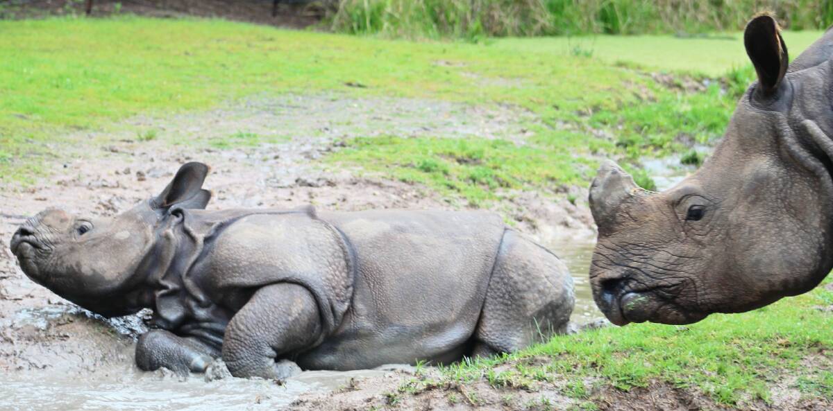 LITTLE PRINCE:Greater One-Horned Rhino calf Rajah is one of three to be born at Taronga Western Plains Zoo in the last year. Photo: IAN ANDERSON