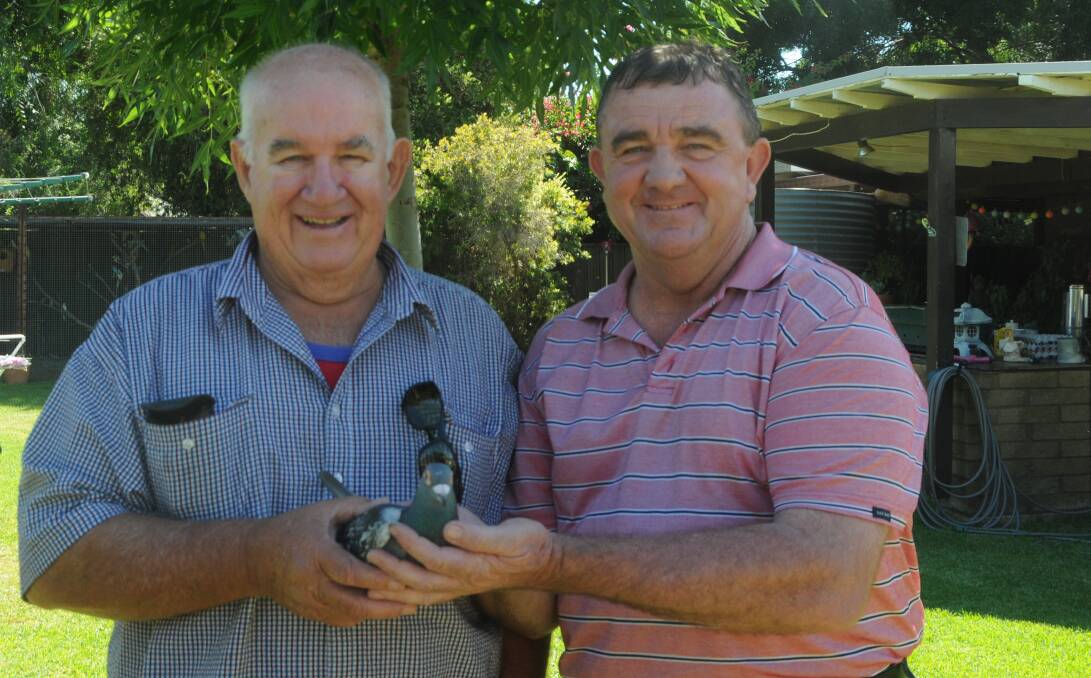 FLY LIKE THE WIND: Two of the four winning owners of the annual pink pigeon race Graham Tink and Neville Owen, with first place bird Bill Lawry in Trangie. Photo: ORLANDER RUMING