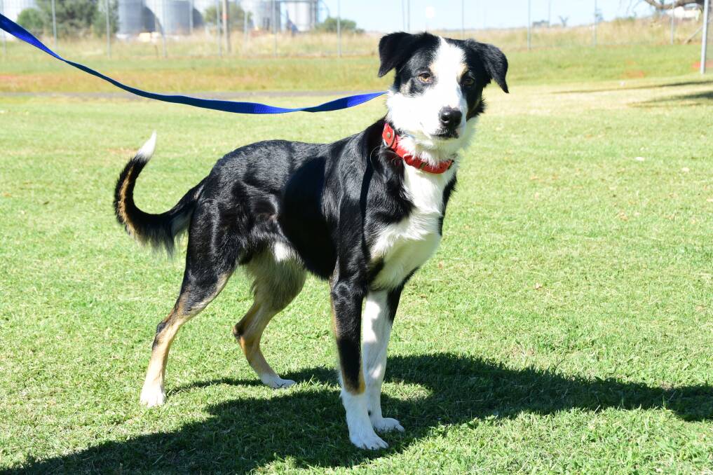 Fourteen-month-old border collie Jasper is looking for someone to make him part of the family and take him to his forever home. Photo: PAIGE WILLIAMS