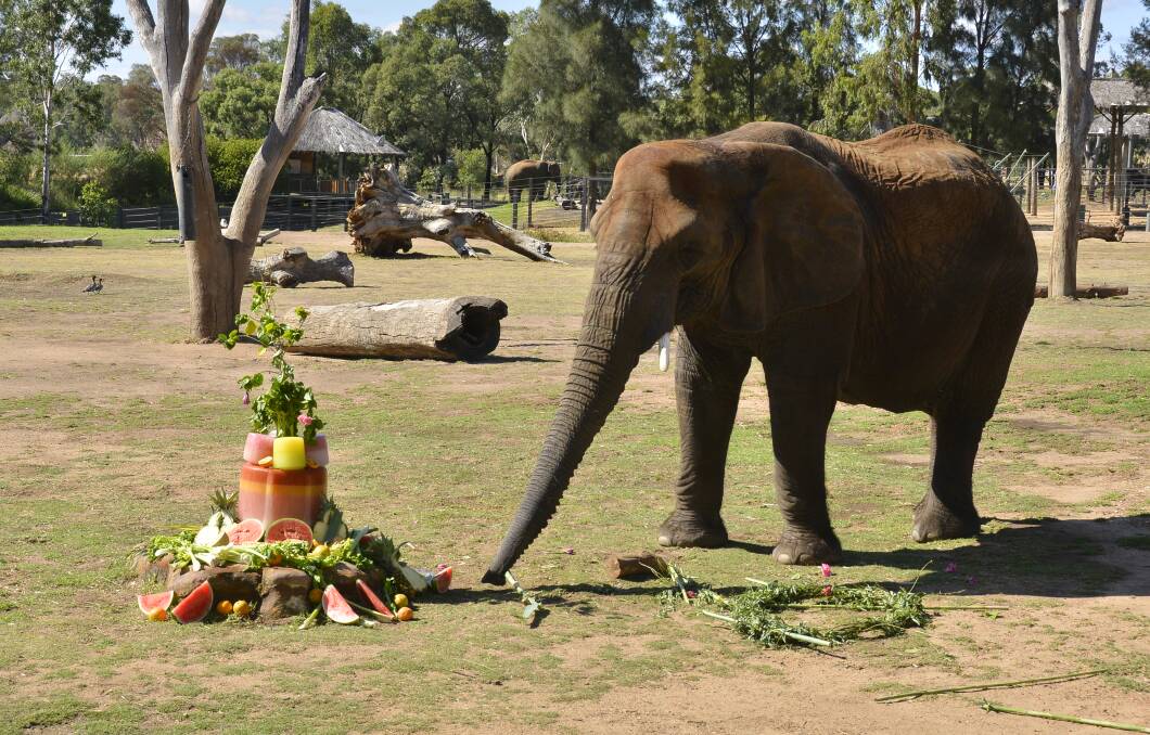 ONE-OF-A-KIND: Following the death of African elephant Cuddles, the last of her kind in Australia, Dubbo zoo will shift its focus to the conservation of Asian elephants. Photo: BELINDA SOOLE