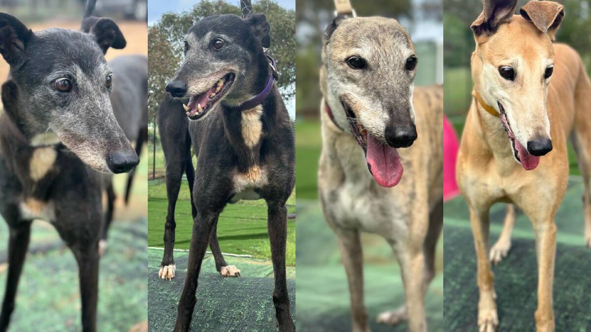 Casper, Smylee, Crystal and Rosie. Four of the senior greyhounds you can meet at Lowe Wines on the day. Photos: Supplied
