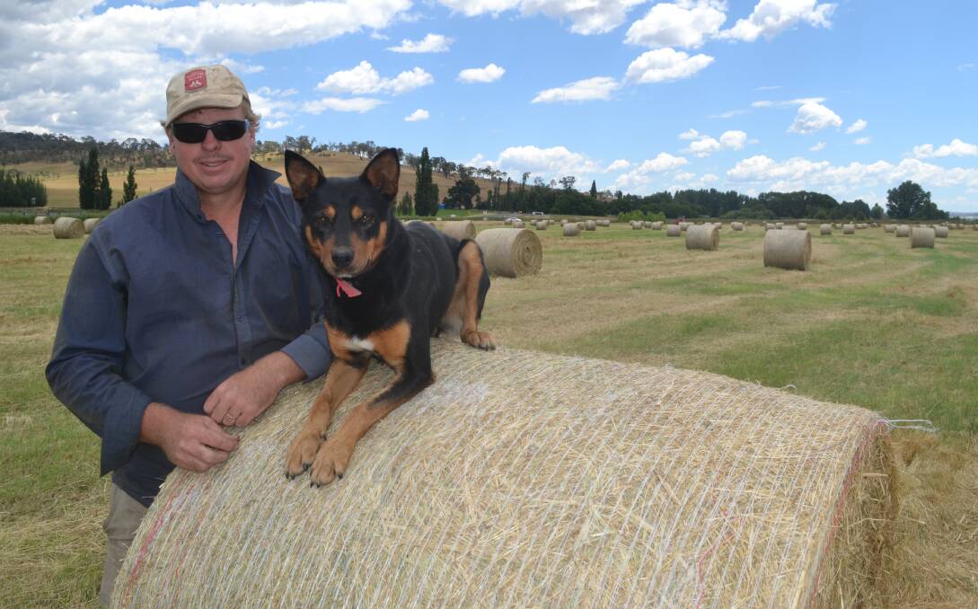 ON THE JOB: Gary Hamer and Bear have had a busy few days this week raking and baling hay at Perthville. Photo: NADINE MORTON 120116nmhay2