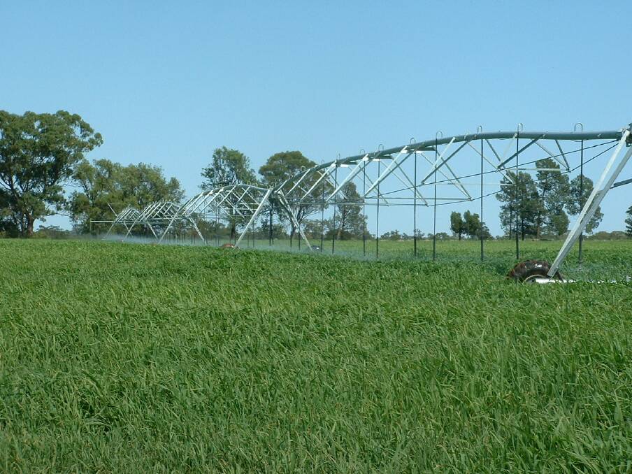 A millet crop under pivot in the Macquarie Valley. Photo: CONTRIBUTED