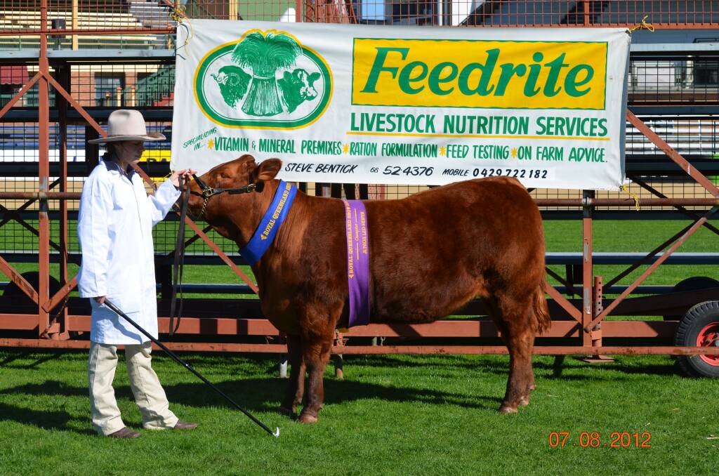 Year 10 student Jessica Ferguson parades the champion led heifer.