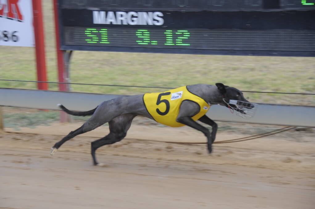 The Charmaine Roberts-trained Renee Keeping was in a class of her own winning at Dawson Park yesterday. 	Photo: BELINDA SOOLE