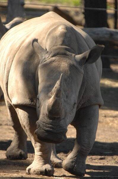 The news was announced yesterday that Aluka, the Southern White Rhinoceros at Taronga Western Plains Zoo, is pregnant and will give birth somewhere between August and October next year.