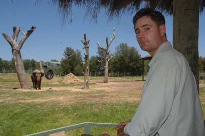 Zoo vet Tim Portas watches Burma, an Asian elephant, who could be the future housemate of the 'killer' elephant