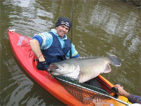 David Papworth with a kayak caught a 25kg plus Murray Cod that was released on the Cudgegong River.
