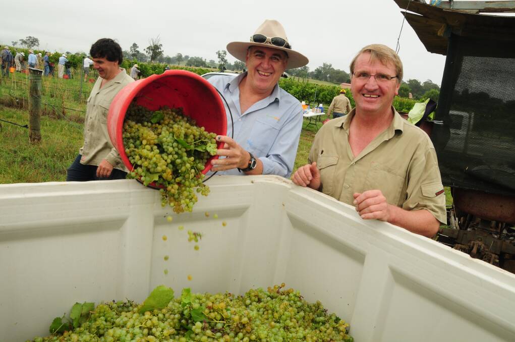 Lance Murphy helping Dubbo winemaker Kenny Borchardt pick the grapes from his vineyard last year.	Photo: JOSH HEARD