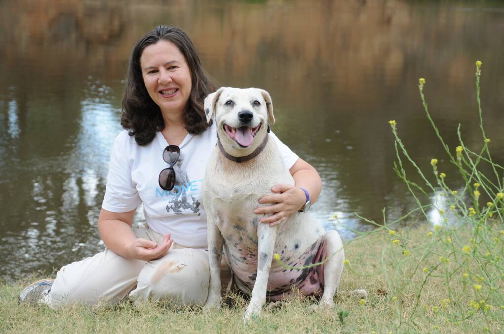 Companion animal lawyer Anne Greenaway with a much-loved Ziggie, the Dalmation. 
    Photo: LISA MINNER