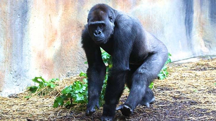 Top choice … a breeding software program helped Taronga find its new male gorilla, Kibali, in France.