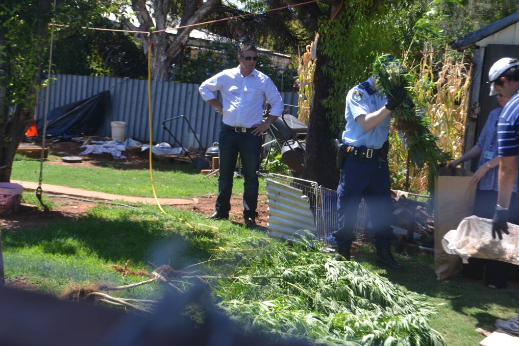 Police swoop on a small crop of cannabis plants at a home in Wellington. PHOTO: FARREN HOTHAM