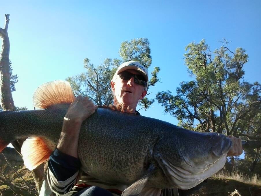 Wayne Gilbert with a monstrous 110cm Murray cod he caught and released on the Macquarie River.