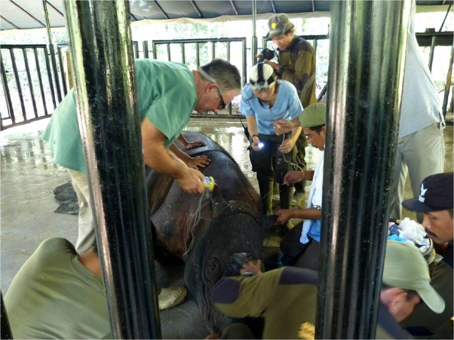 Taronga Western Plains Zoo senior veterinarian Dr Benn Bryant tends to Andalas at the Sumatran Rhino Sanctuary. Photos contributed