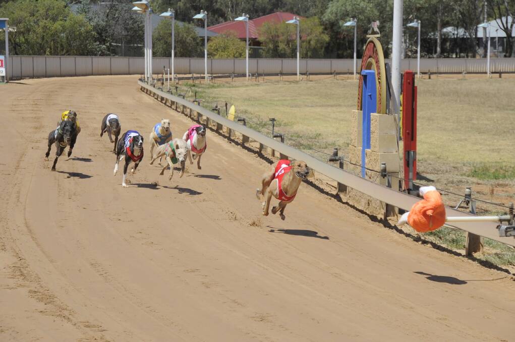 An action-packed 12-race program will be held at Dubbo's Dawson Park today. 					    Photo: BELINDA SOOLE
