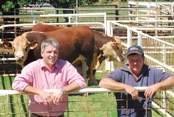 Nick Mahony, Westpac, with Nelson Carlow, Kidman Poll Herefords and two of his bulls.               Photo courtesy of The Land