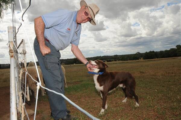 Dubbo’s Greg Prince brought home the National Sheep Dog Trial Championship  trophy with Lyster’s Scratch. Photo: BELINDA SOOLE