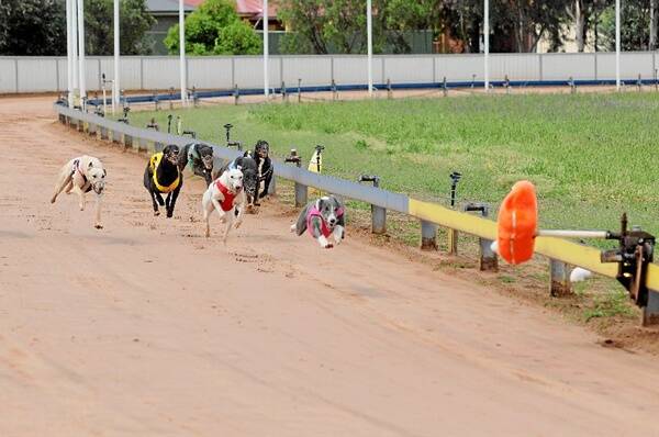 Bella Chimes comes home strong in the Bob’s Pets and Fish Stakes at Dubbo Greyhound Clubs TAB meeting last week. This Thursday all eyes will be on the Lesley Ann Leonard memorial final.                   Photo: BELINDA SOOLE