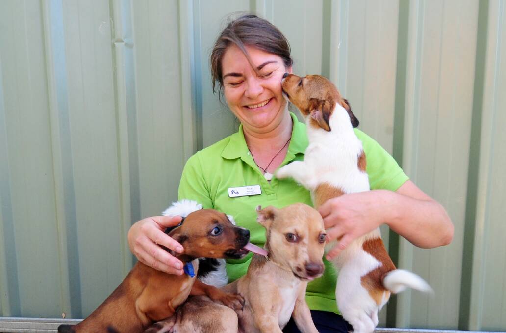 RSPCA shelter manager Nicole Balzer with a number of pups surrendered to the service.  Photo: LOUISE DONGES