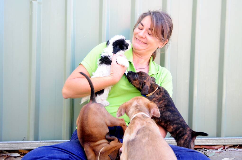 RSPCA shelter manager Nicole Balzer with a number of pups surrendered to the service.  Photo: LOUISE DONGES
