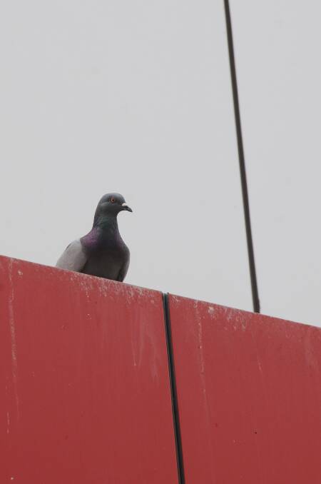 A pigeon at Western Plains Cultural Centre, where a cull of the feral birds is scheduled to start today. Photo: AMY McINTYRE