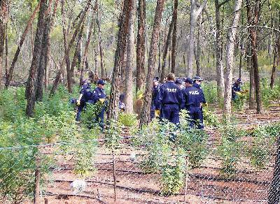 DRUG BUST: Police swoop on a cannabis plantation near Gilgandra yesterday in a pre-dawn raid that uncovered tens of thousands of plants estimated to have a street value of $50 million.