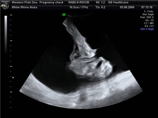 INSET: An ultrasound of the new baby rhino.