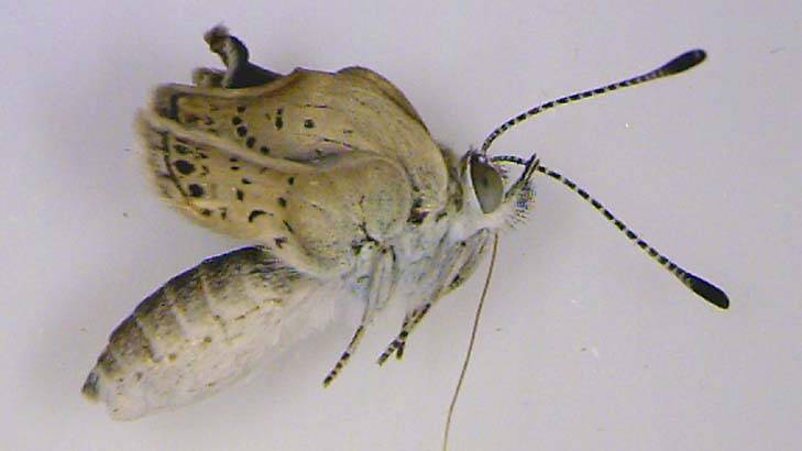 Mutations ... an adult pale grass blue butterfly found near the crippled Fukushima Dai-ichi nuclear power plant is shown with dented eyes and stunted wings at the university laboratory in Nishihara,  Okinawa, Japan.