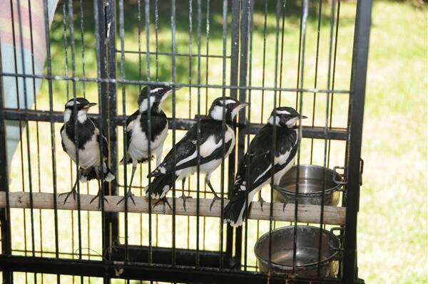 The four peewees evicted from their home two weeks ago have eased into their new surroundings well.      Photo: HOLLY GRIFFITHS