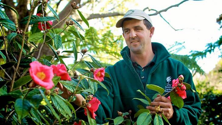 Camellia collection curator Philip Bowyer-Smyth at the Royal Botanic Gardens.