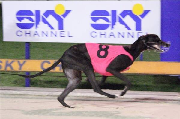 Zini’s Gump goes to the line and wins the Group 3 Young Star Classic Final in Perth.