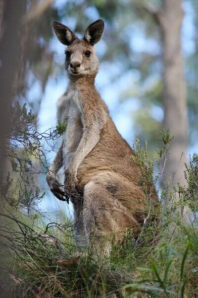 An eastern grey kangaroo pictured in its natural surrounds.
