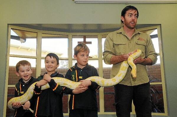 Spencer Daley-Brown, Sam Thomas, Willis Olney and Wild Animal Encounters’ Ben Britton at Macquarie Anglican Grammar School yesterday. Photo: AMY GRIFFITHS